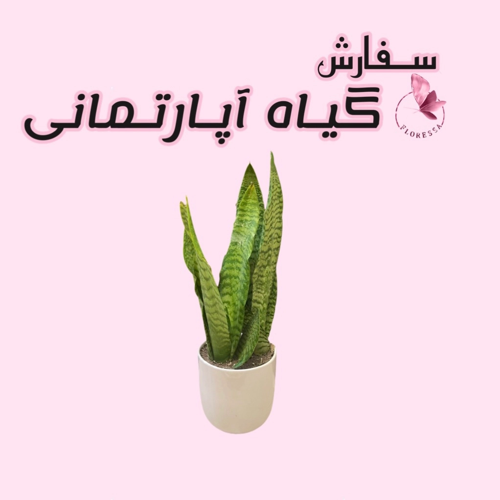 سفارش گیاه آپارتمانی