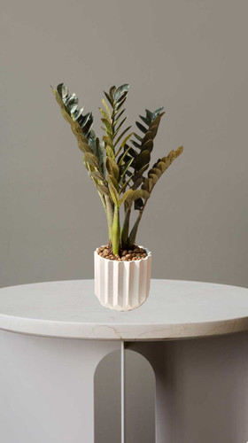 گلدان زاموفیلیا لوکس در گلدان سرامیکی سفید.گیاه مقاوم آپارتمانی